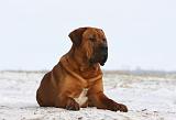 TOSA INU 234
